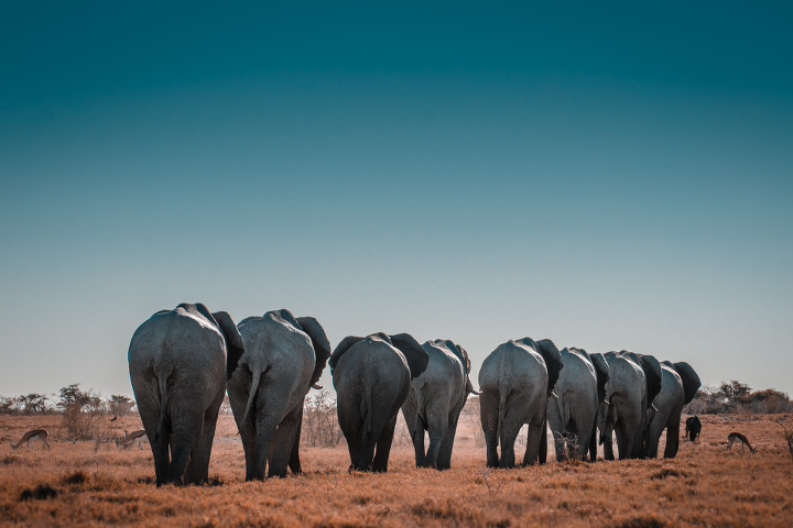 Elephants